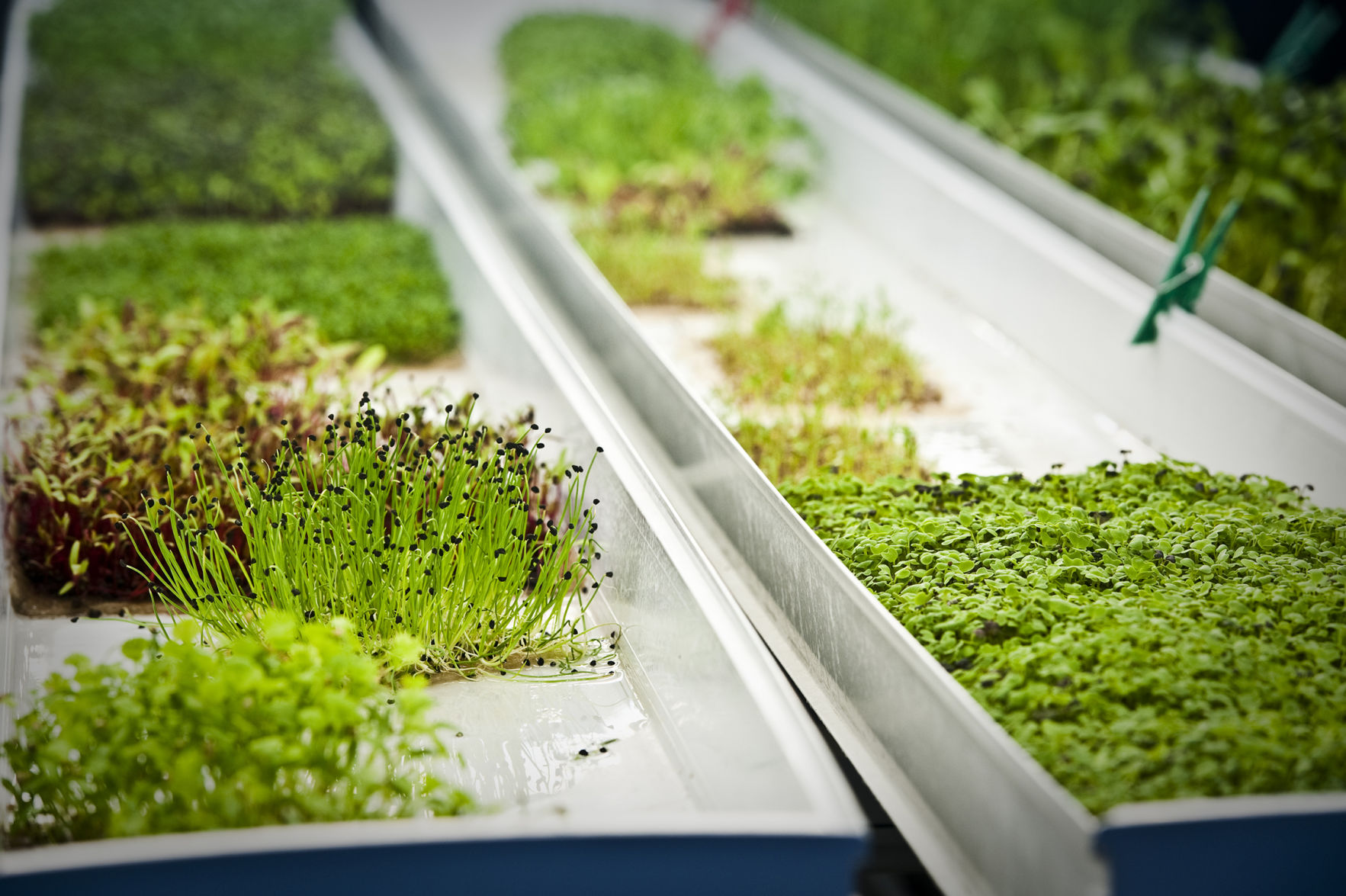 Local microgreens